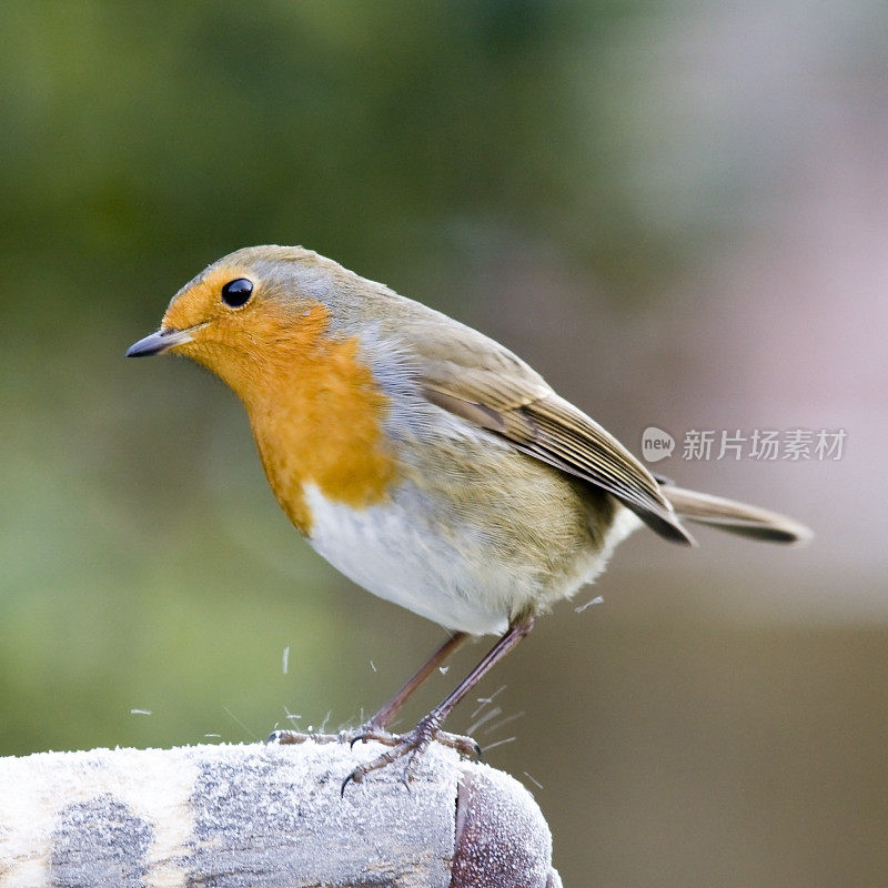 罗宾(红心rubecula)