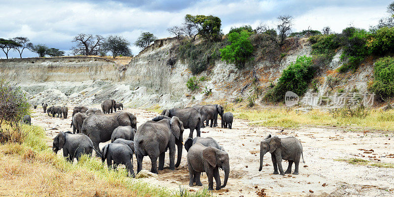 一大群大象正在挖沙取水