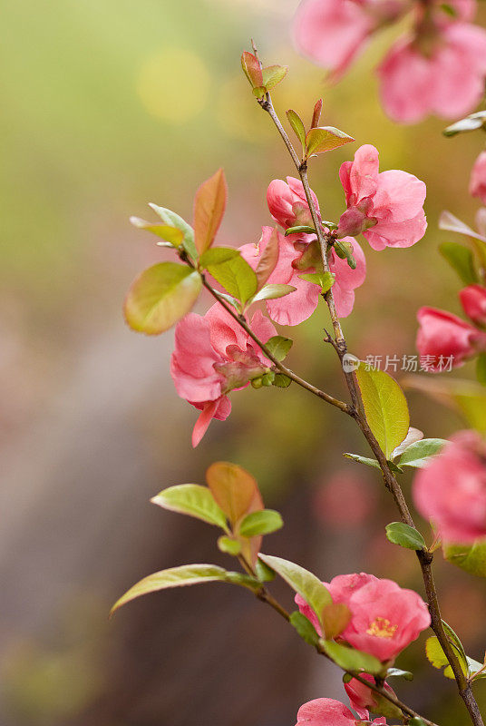 贴梗海棠开花