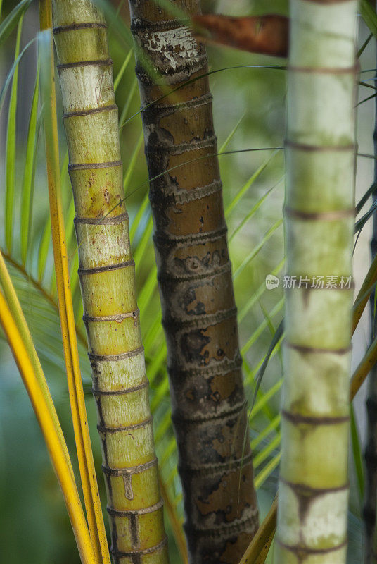 热带棕榈树的树干细节