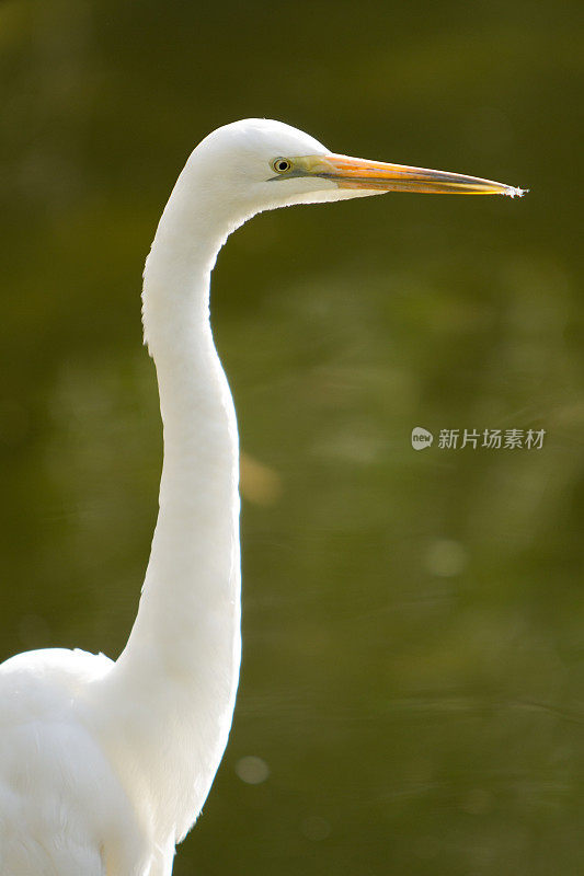 大白鲨鹭