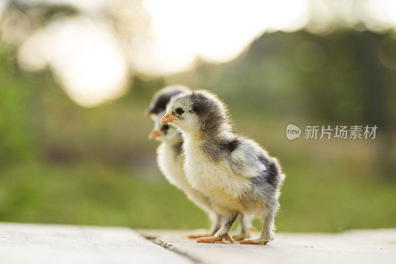 白色的小雄鸡