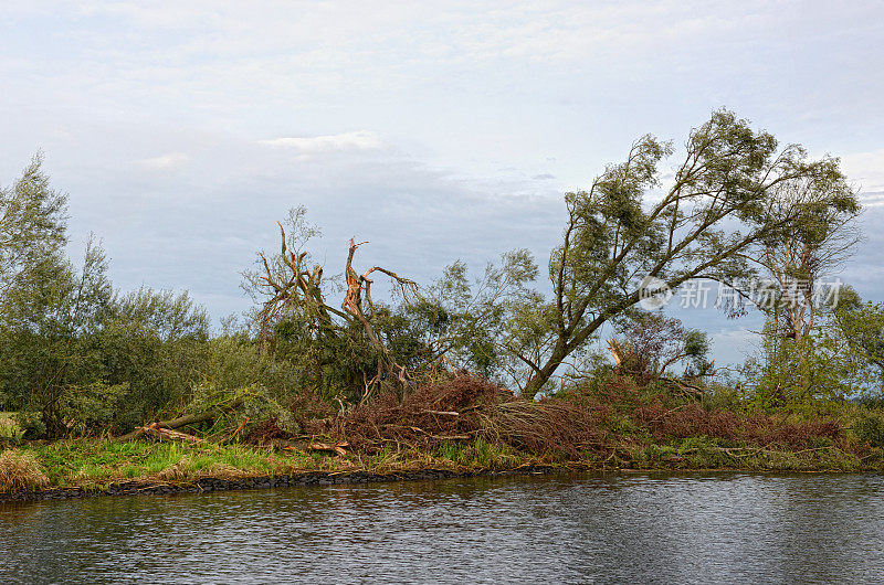 折断的柳树被风暴在哈维尔河景观