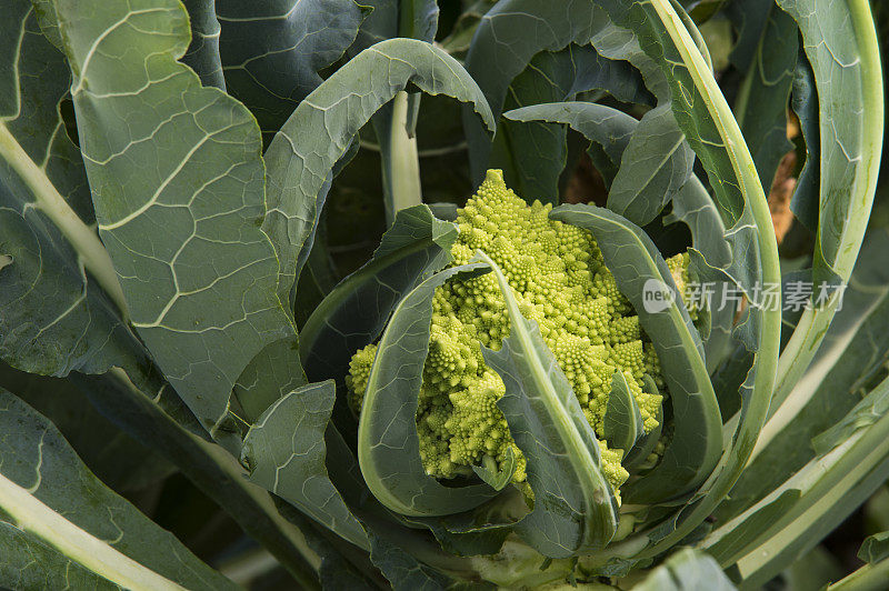 有机罗马花椰菜田间生长特写