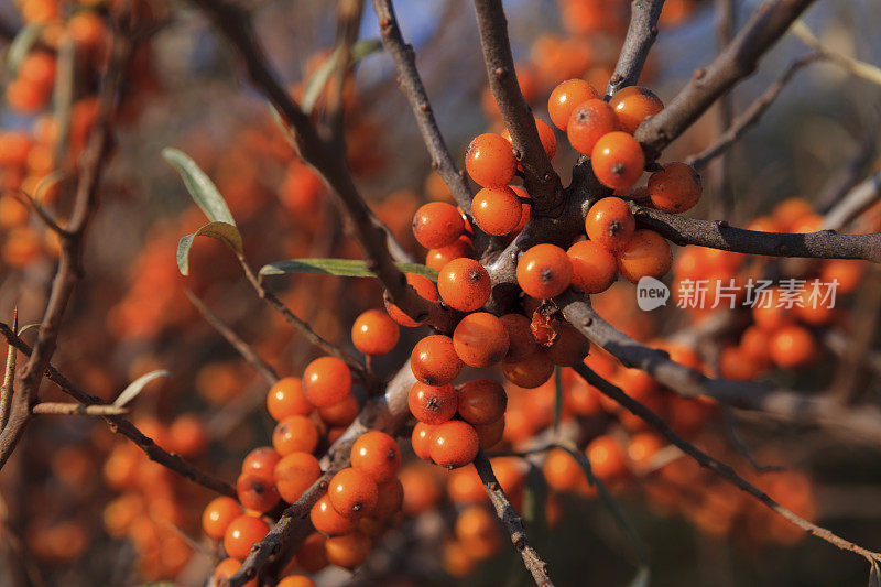 沙棘植物及果实