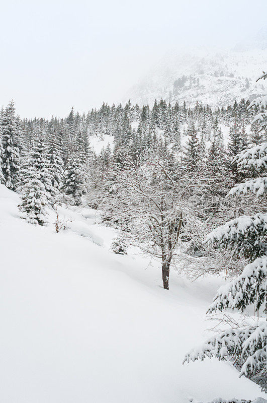 冬季景观与雪和树