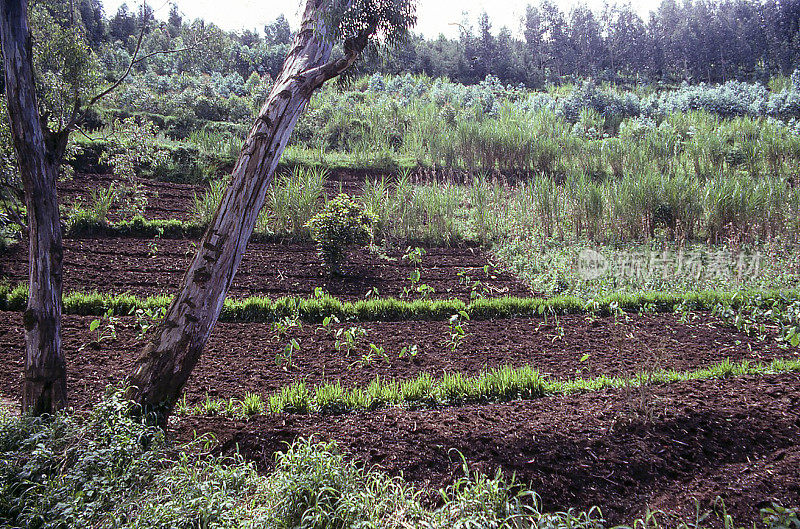 非洲卢旺达西北部陡坡上的保护农业和农林复合