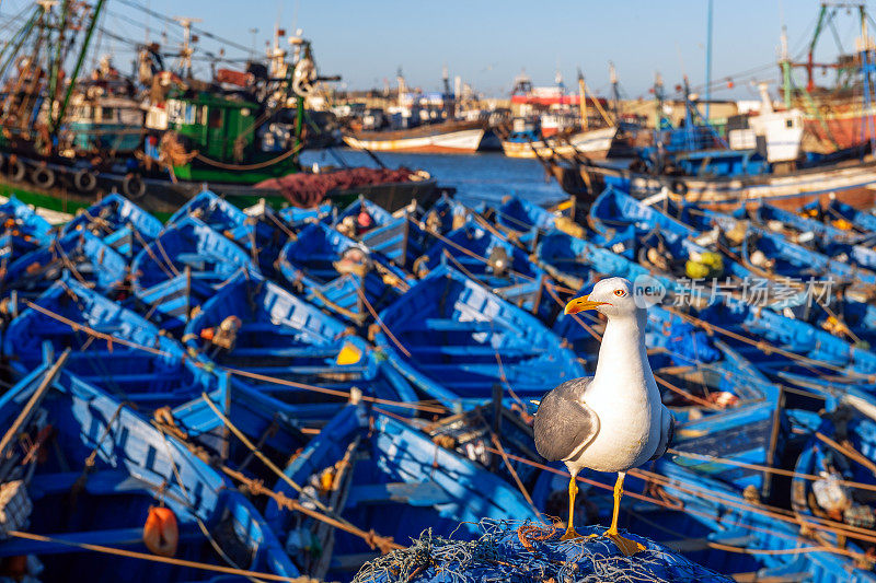 非洲摩洛哥，埃索维拉蓝船后渔网中的海鸥