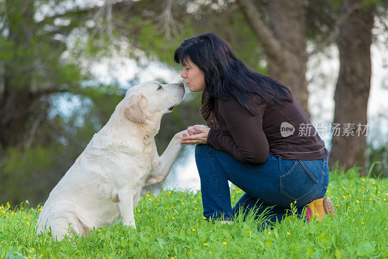 拉布拉多狗和女人在公园接吻