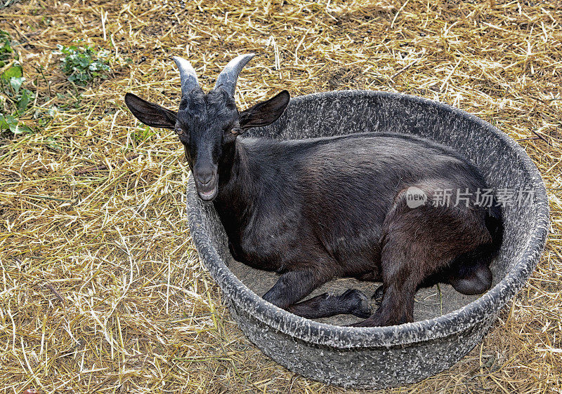 公山羊在桶里休息