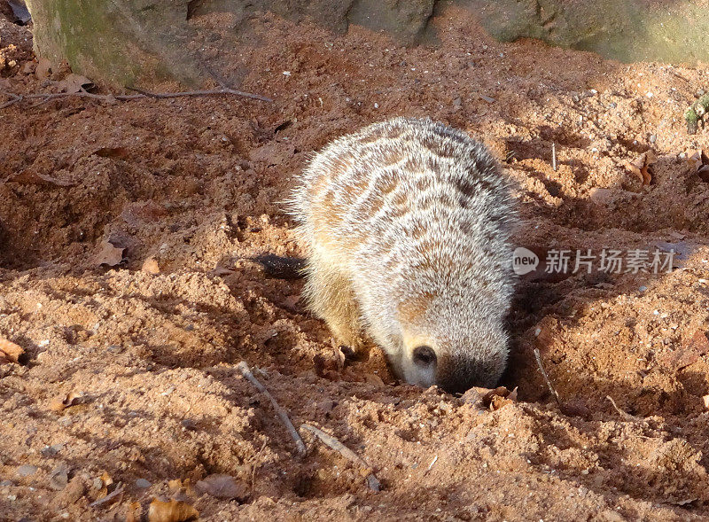 小狐獴在沙漠的沙子里挖洞寻找食物