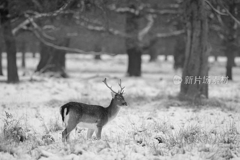 雪中的小鹿