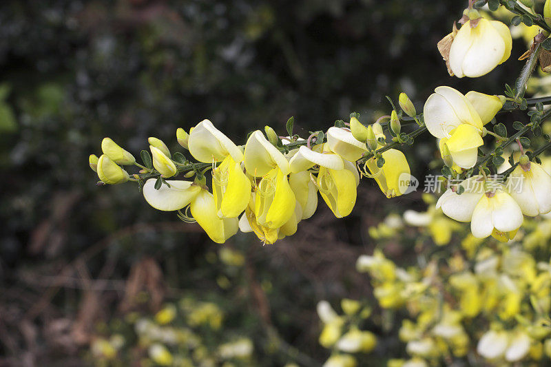 苏格兰金雀花，金雀花，金雀花