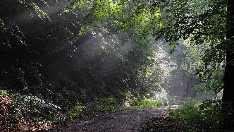 迷雾森林的路径