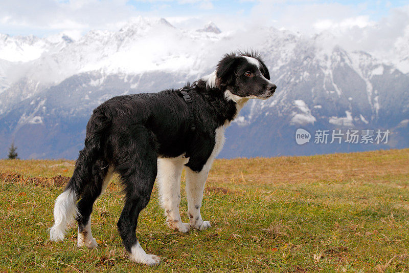 年轻的边境牧羊犬与山区背景