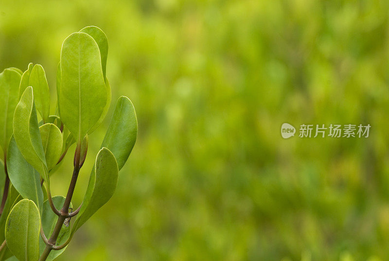 绿意盎然的红树林背景