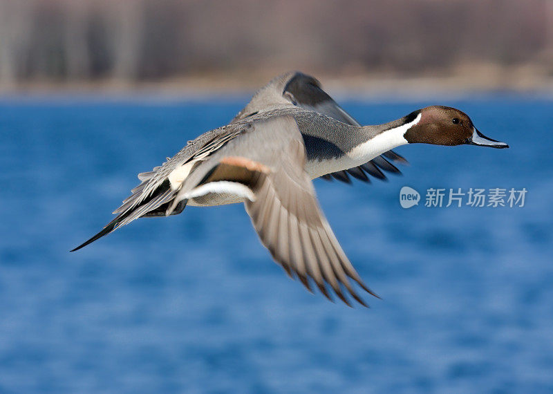 飞行中的北方Pintail