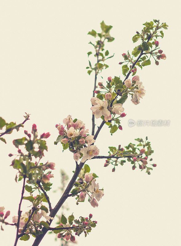 苹果树花