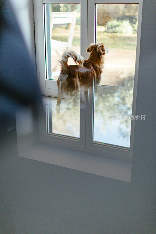 小狗从窗户往里看
