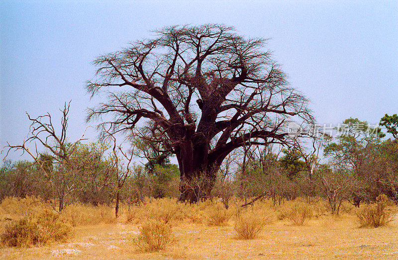 博茨瓦纳:巨大的光秃秃的猴面包树，蓝天