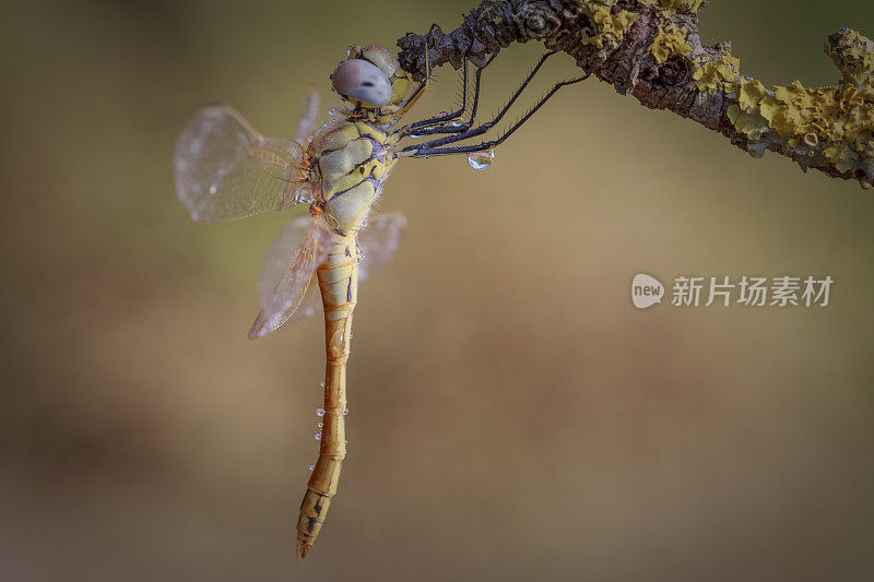 一朵花中的蜻蜓