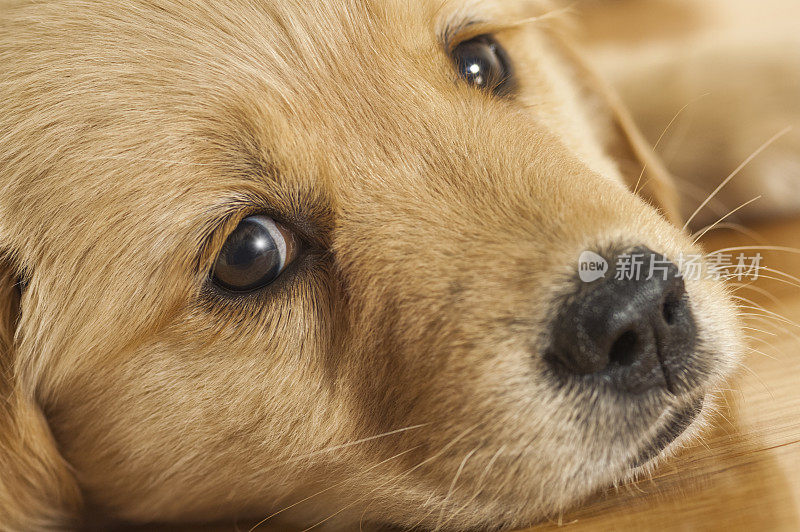 金毛小狗的脸躺在硬木地板上