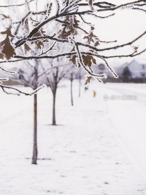 冰冻的橡树叶在冬天与雪花的景象