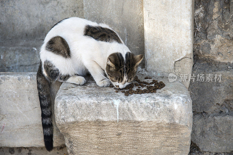 饥饿的猫