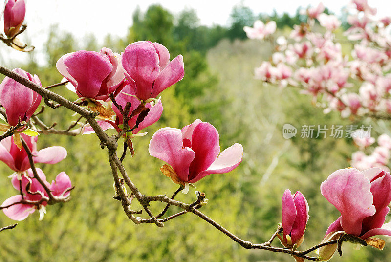 木兰花开