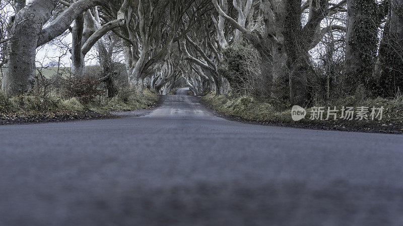 北爱尔兰安特里姆郡的黑暗树篱