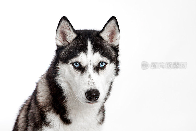 搞笑的西伯利亚哈士奇狗的肖像