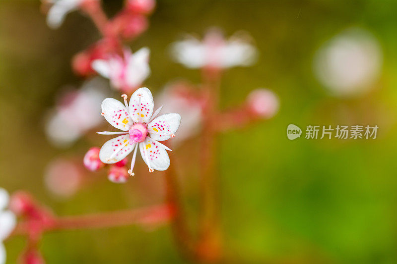 花园中盛开的花朵的特写