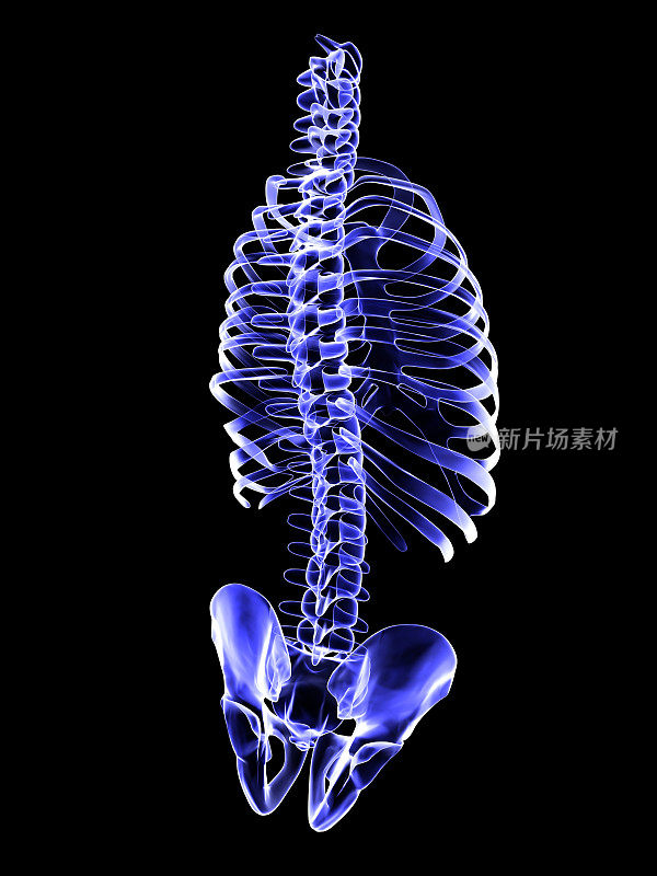 x射线人体脊柱筛查