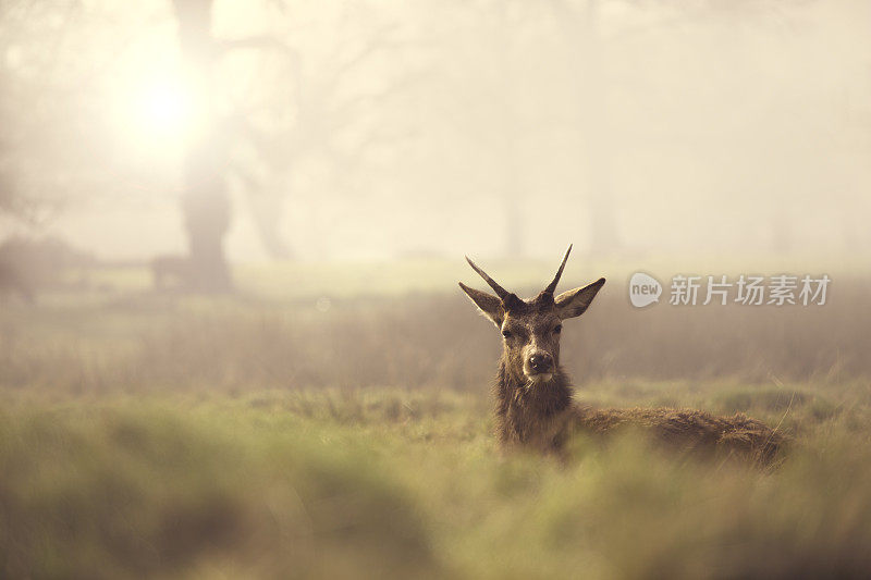 清晨的鹿在薄雾中