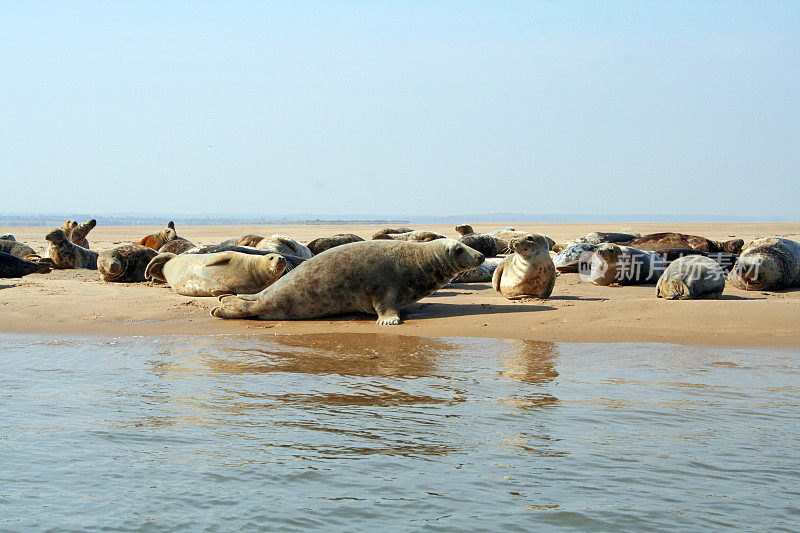 英格兰:海豹在布莱克尼角