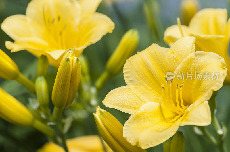 密歇根夏日花园里的黄花菜