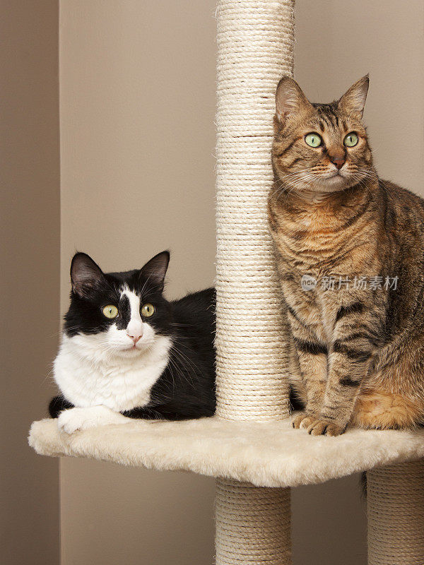 两只好奇的猫在抓挠塔上