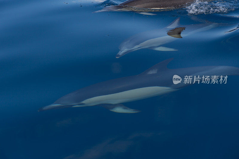 常见的海豚