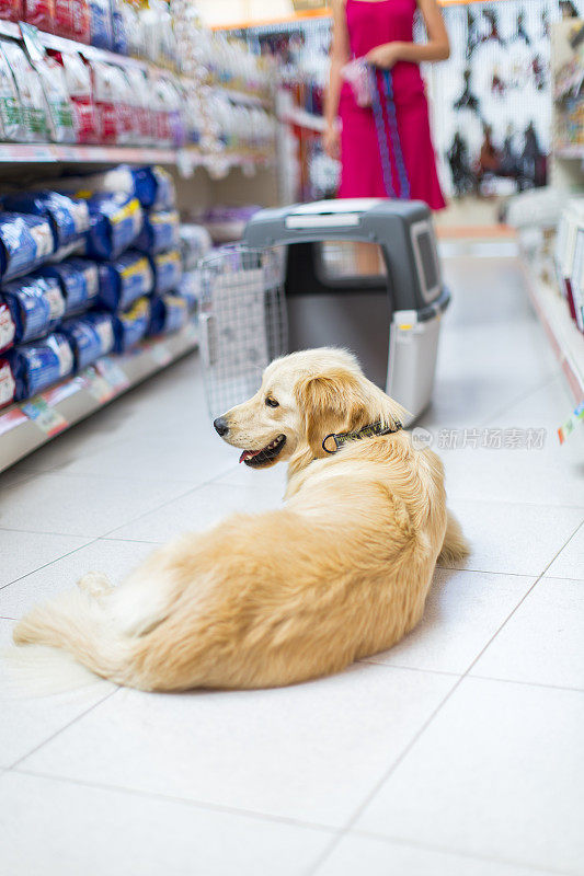 可爱的金毛猎犬在宠物店