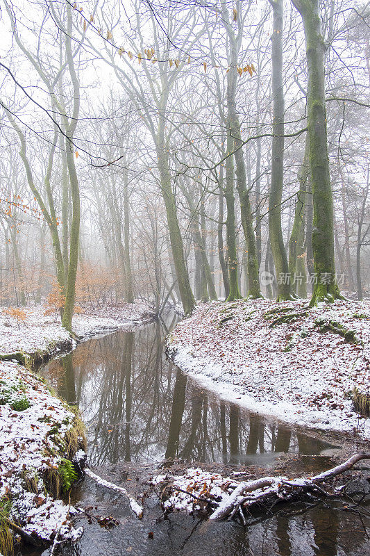 在一个寒冷多雾的冬天，在森林里小溪