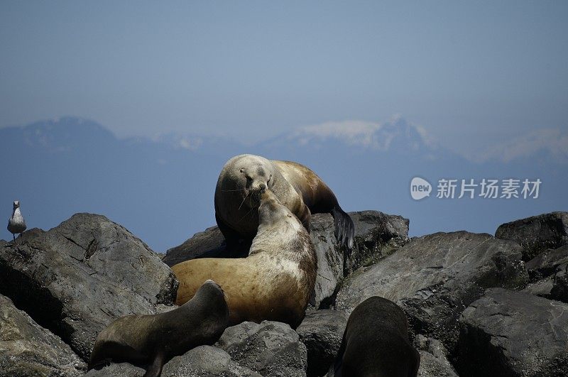 一对虎头海狮