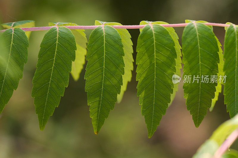 夏天漆树的叶子