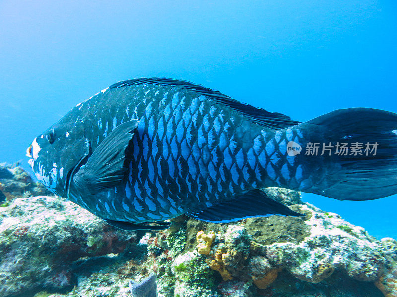 海洋生物与自然，动植物在加勒比海域