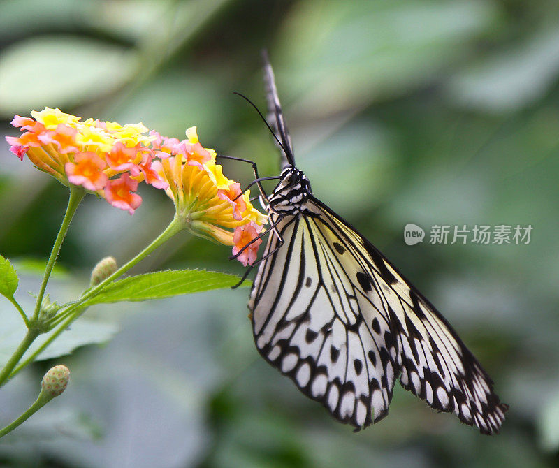 蝴蝶吸花的特写