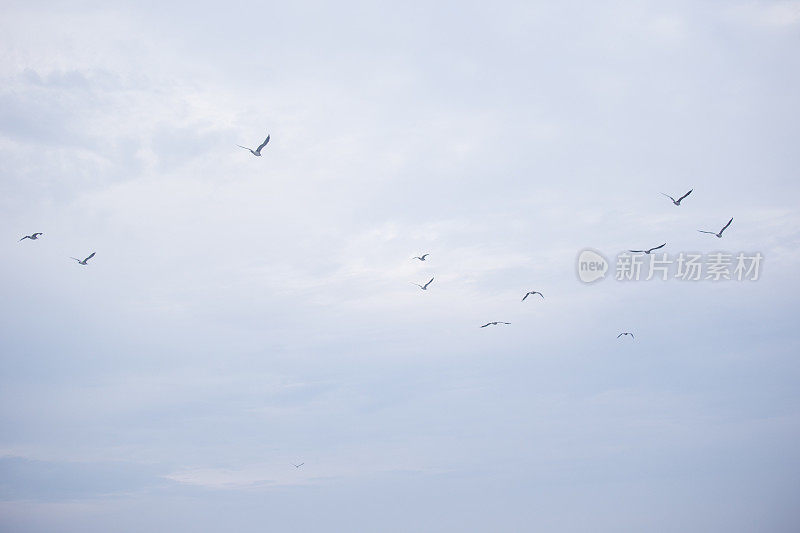 海鸥在天空