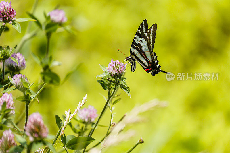 斑马燕尾蝶在粉红三叶草上花蜜