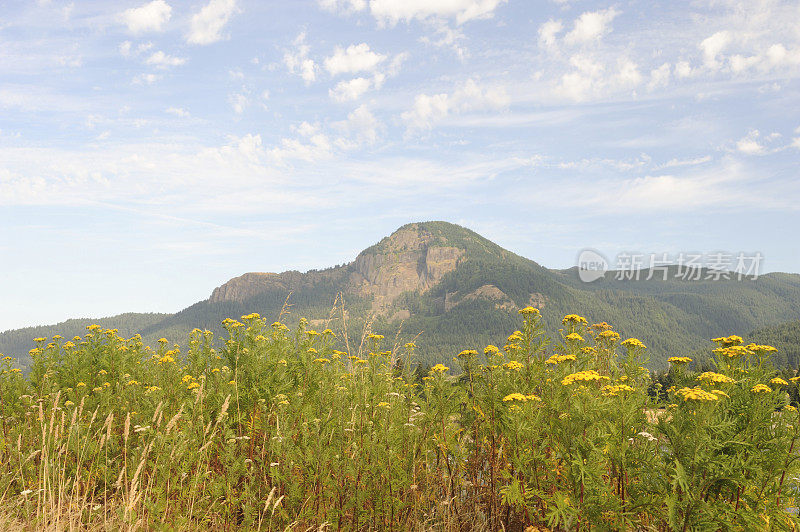 黄花与山