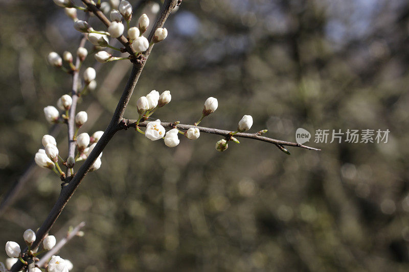 白色五月花蕾在四月黑刺李