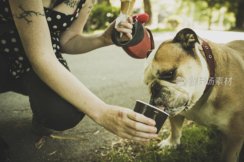 斗牛犬吃冰淇淋