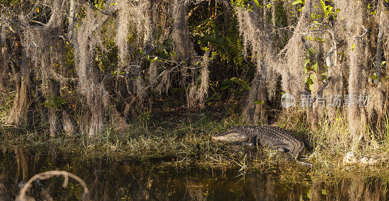 大沼泽地国家公园里的鳄鱼